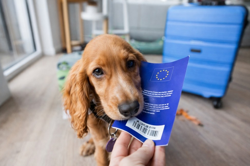 Moving to Europe with pets is a well-regulated process.